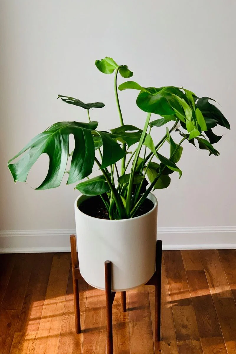 Monstera Deliciosa 8" - Image 2