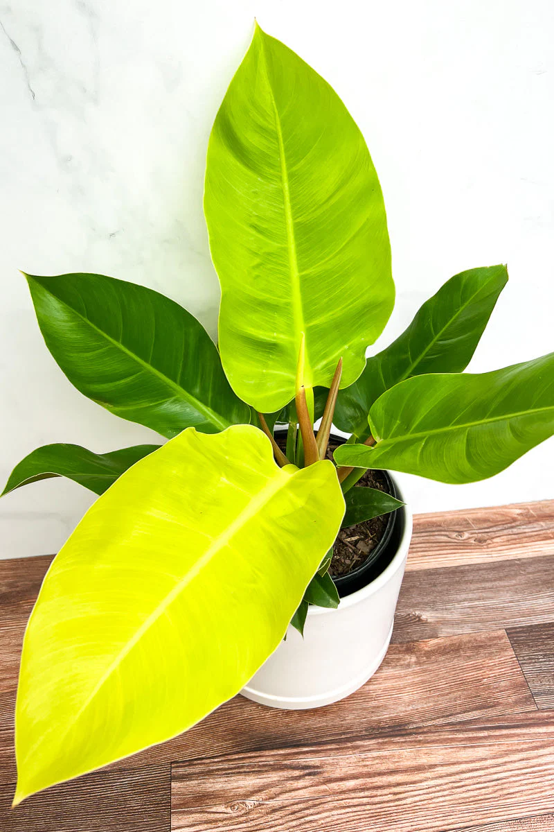 Philodendron, Moonlight 8" - Image 2