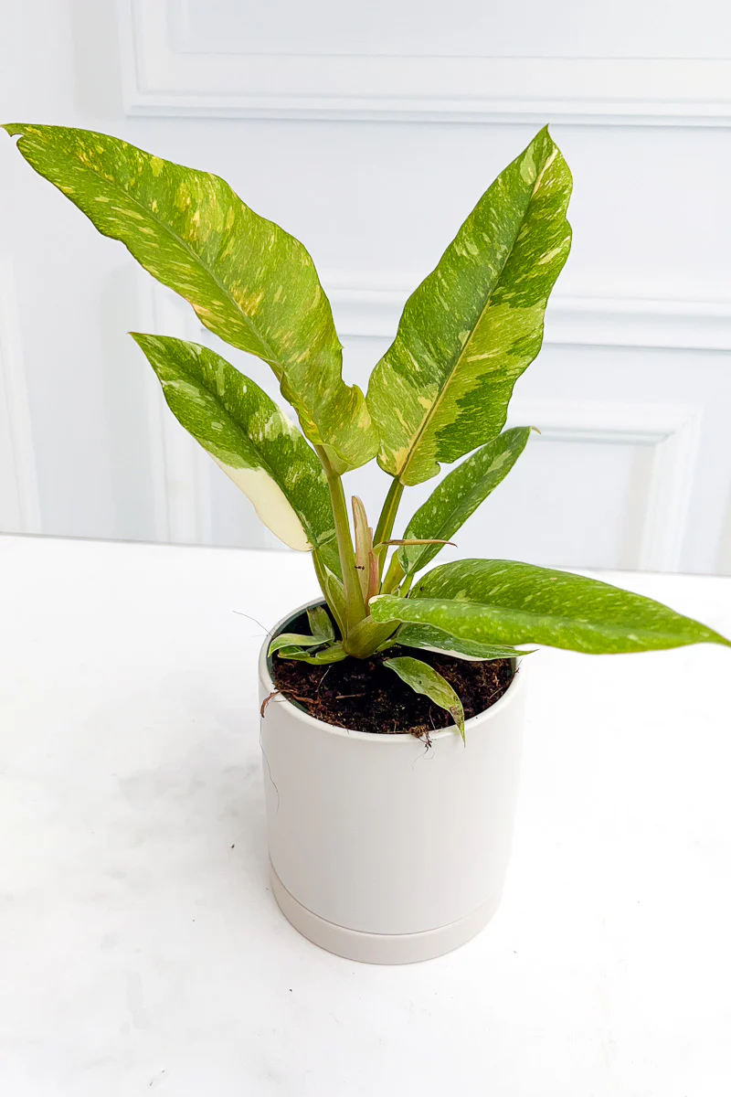Philodendron, Ring of Fire Variegated 4" - Image 2