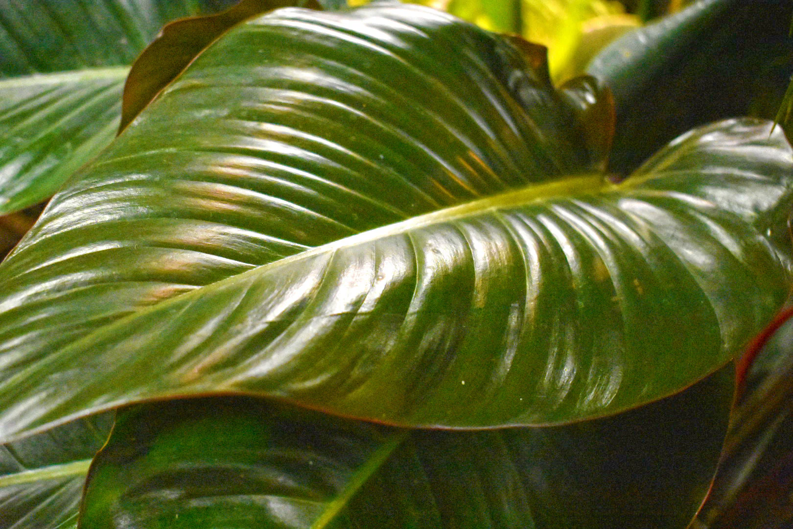 Philodendron, Red Congo 14"