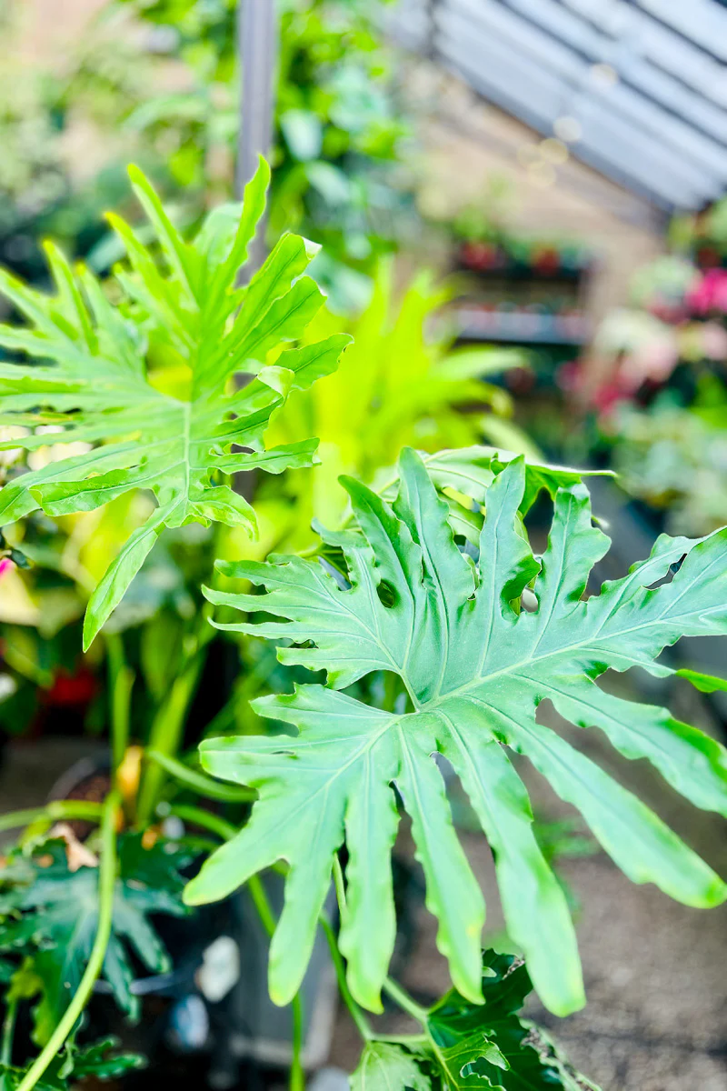 Philodendron, Selloum 14"