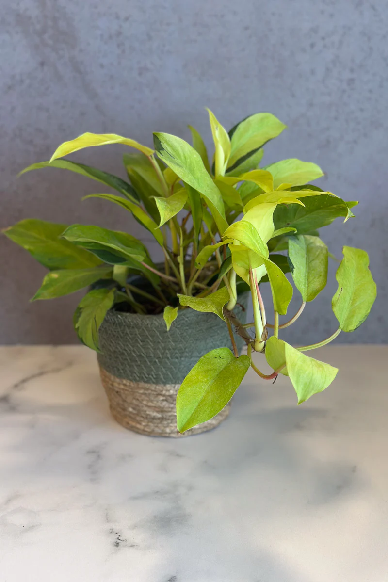 Philodendron, Thai Sunrise 6" - Image 2