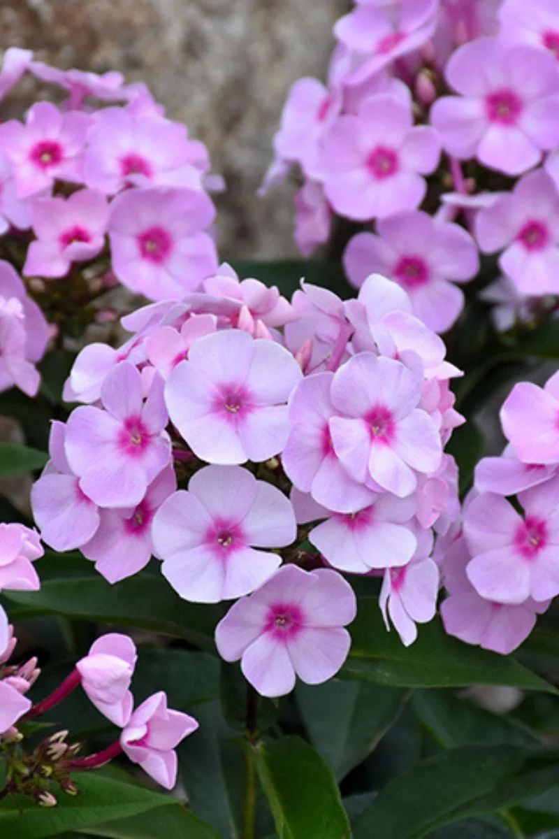 Phlox, Cotton Candy