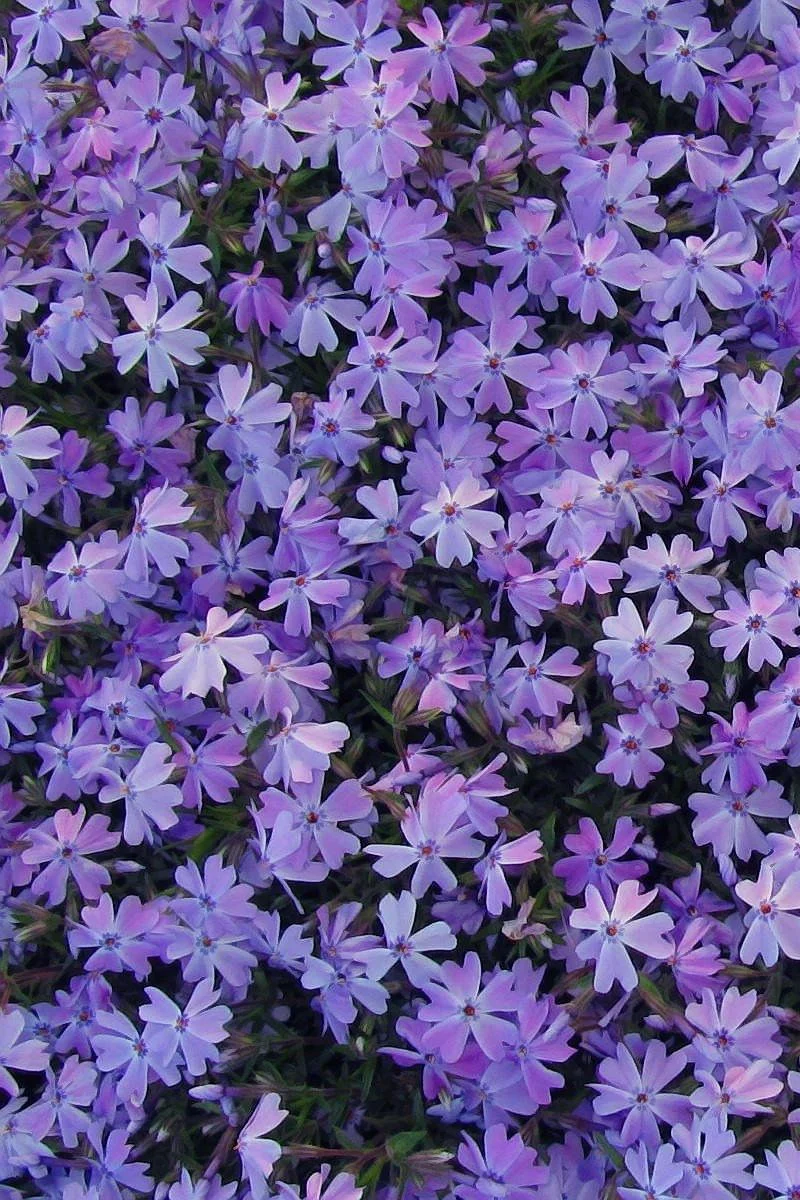 Phlox, Creep- Seduction Bl