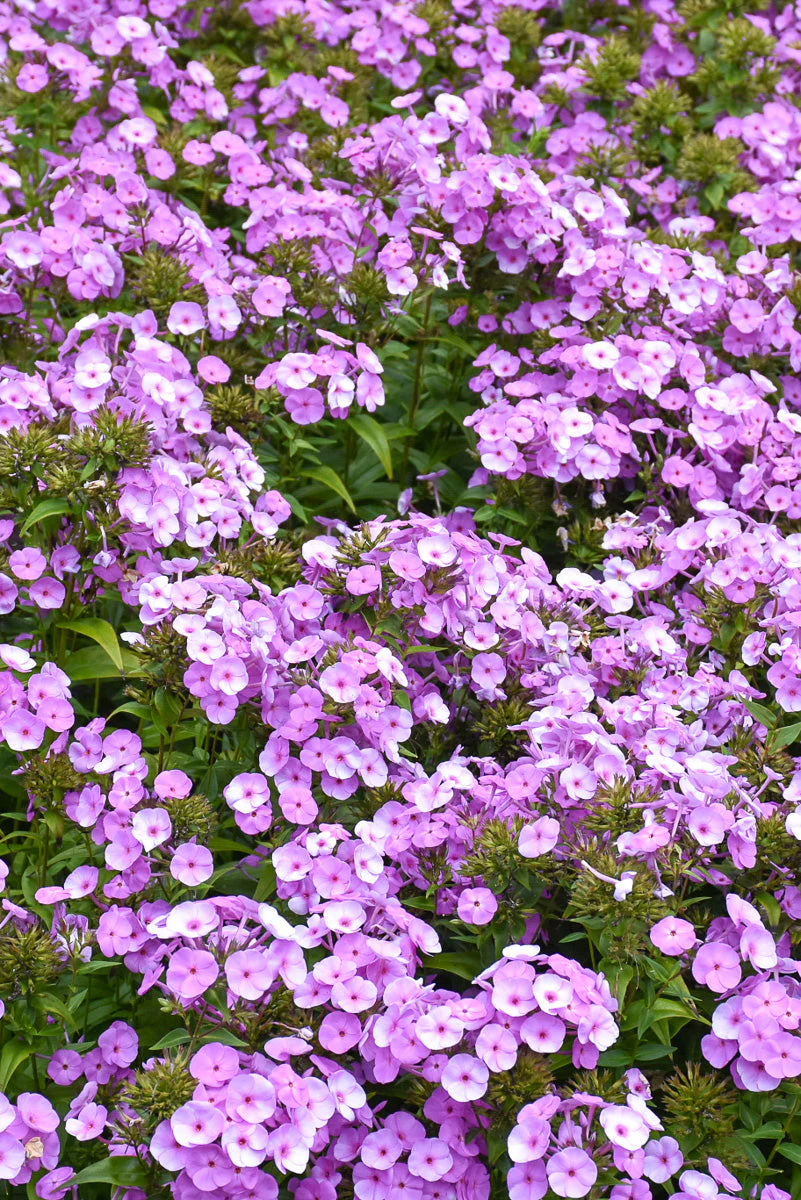 Phlox, Fashionably Early Flamingo