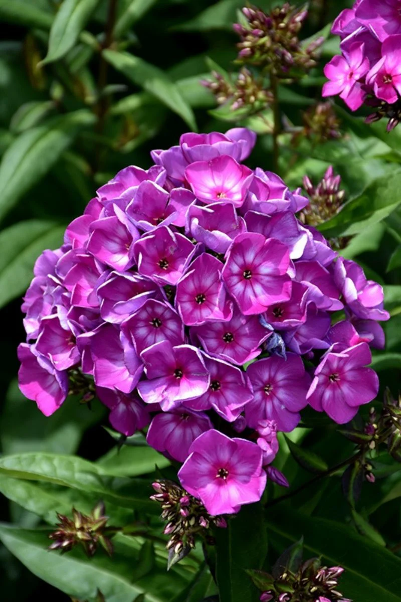 Phlox, Grape Lollipop