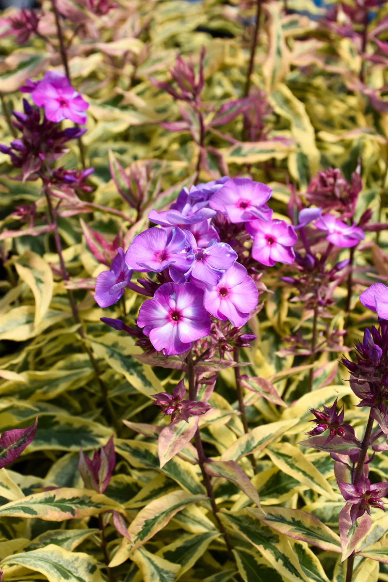 Phlox, Olympus