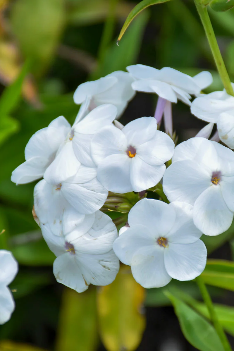 Phlox, Opening Act White