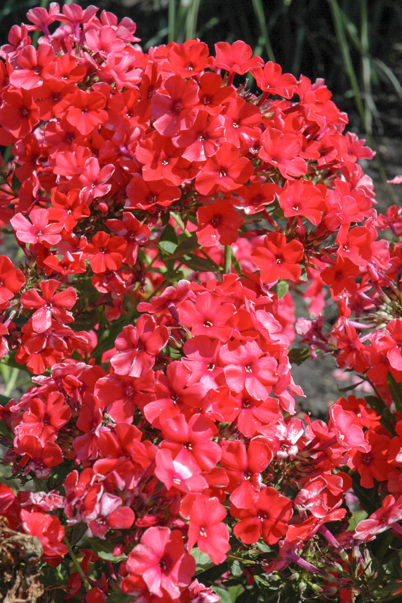 Phlox, Orange Perfection