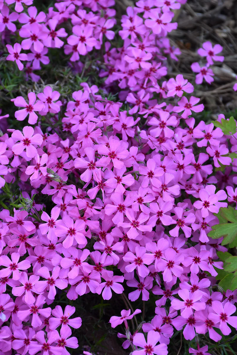 Phlox, Ruby Riot