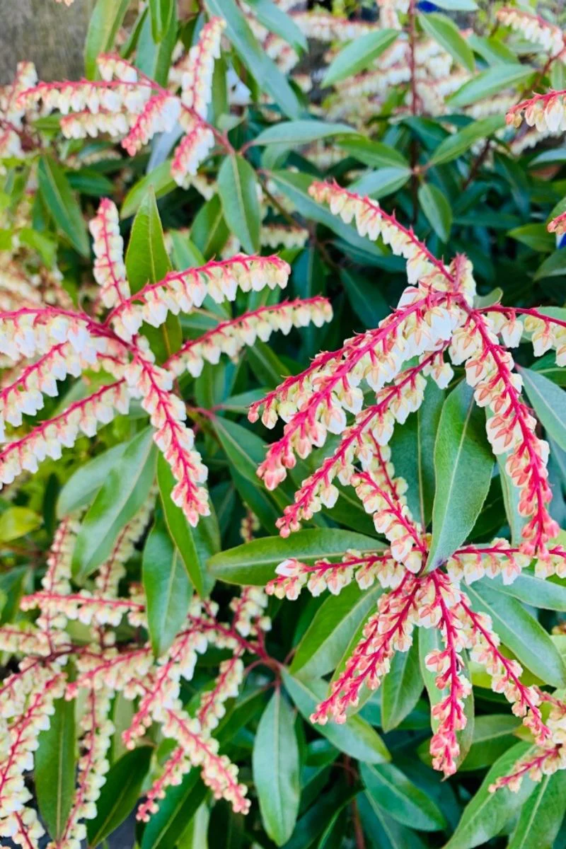 Pieris, Brouwers Beauty