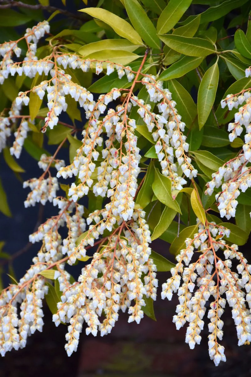 Pieris, Snowdrift
