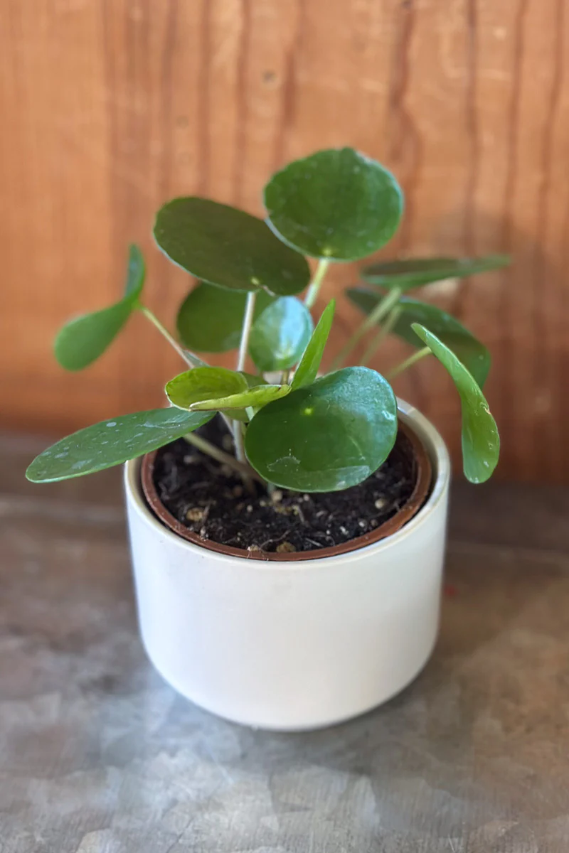 Pilea Peperomiodes 2.5" - Image 2