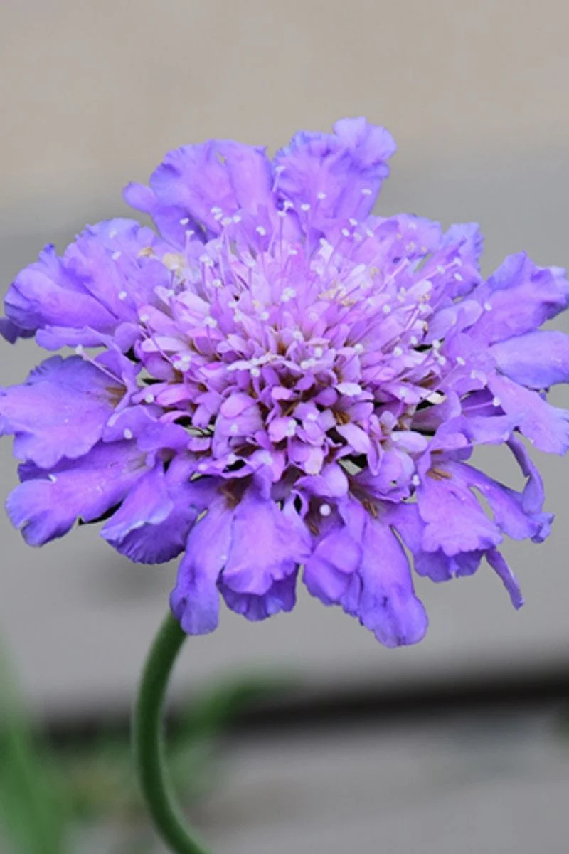 Pincushion Flower, Btrfl Bl