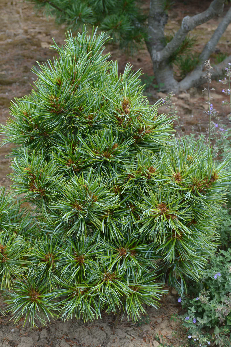 Pine, Korean Blue Ball - Image 2