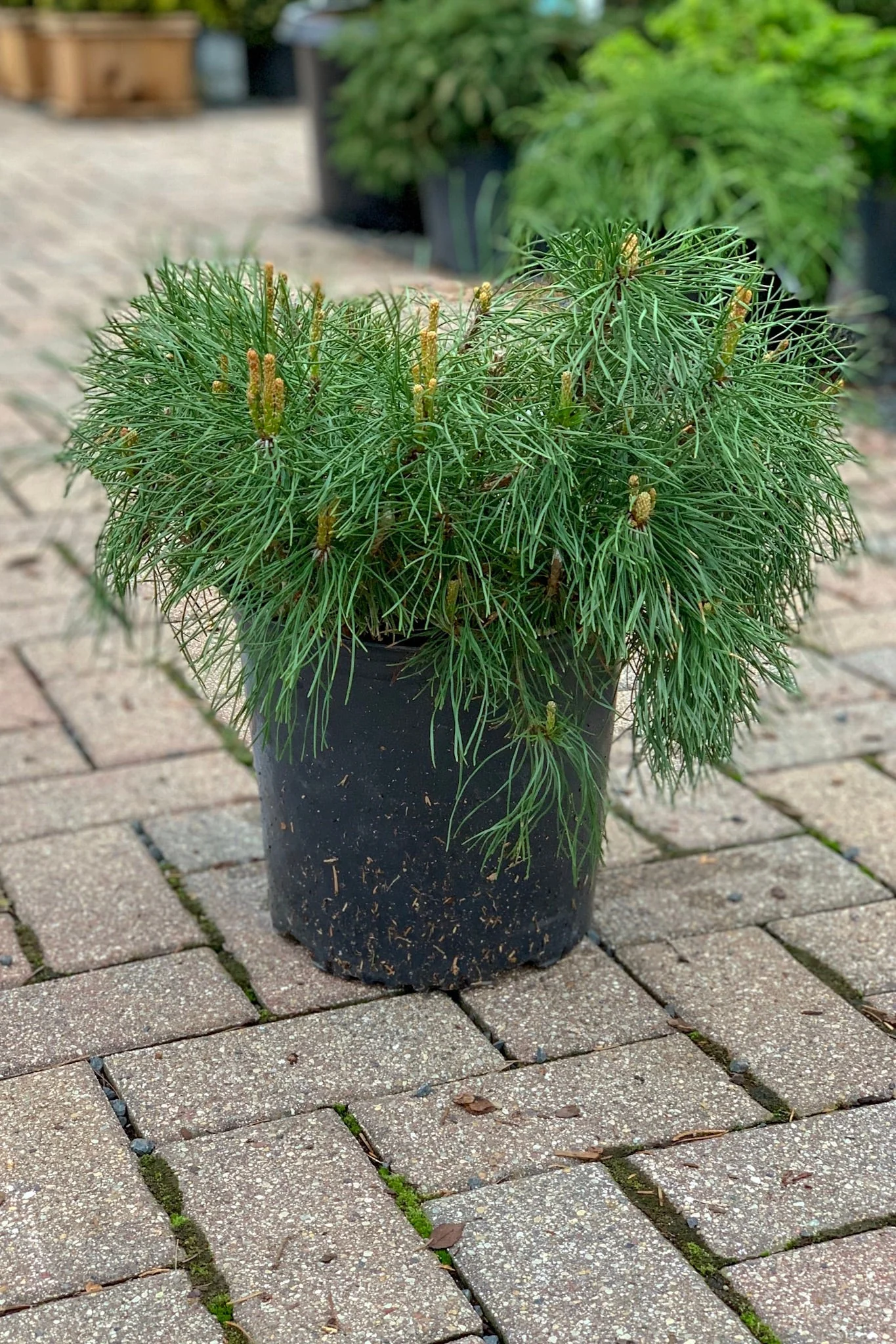 Pine, Mugo