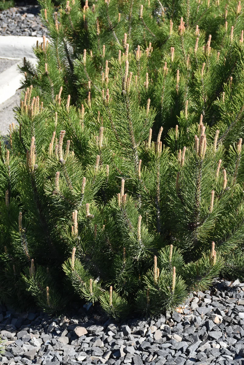 Pine, Mugo Dwarf - Image 2