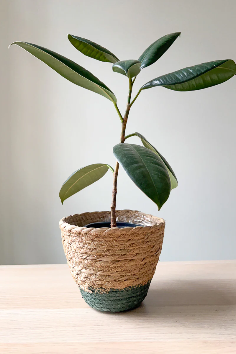 PLANTER RUSH GRASS GRN RIM SM