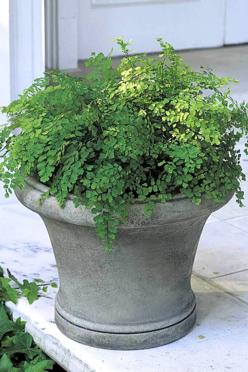 Campania Planter Westport 18" x 13.5" GS Finish