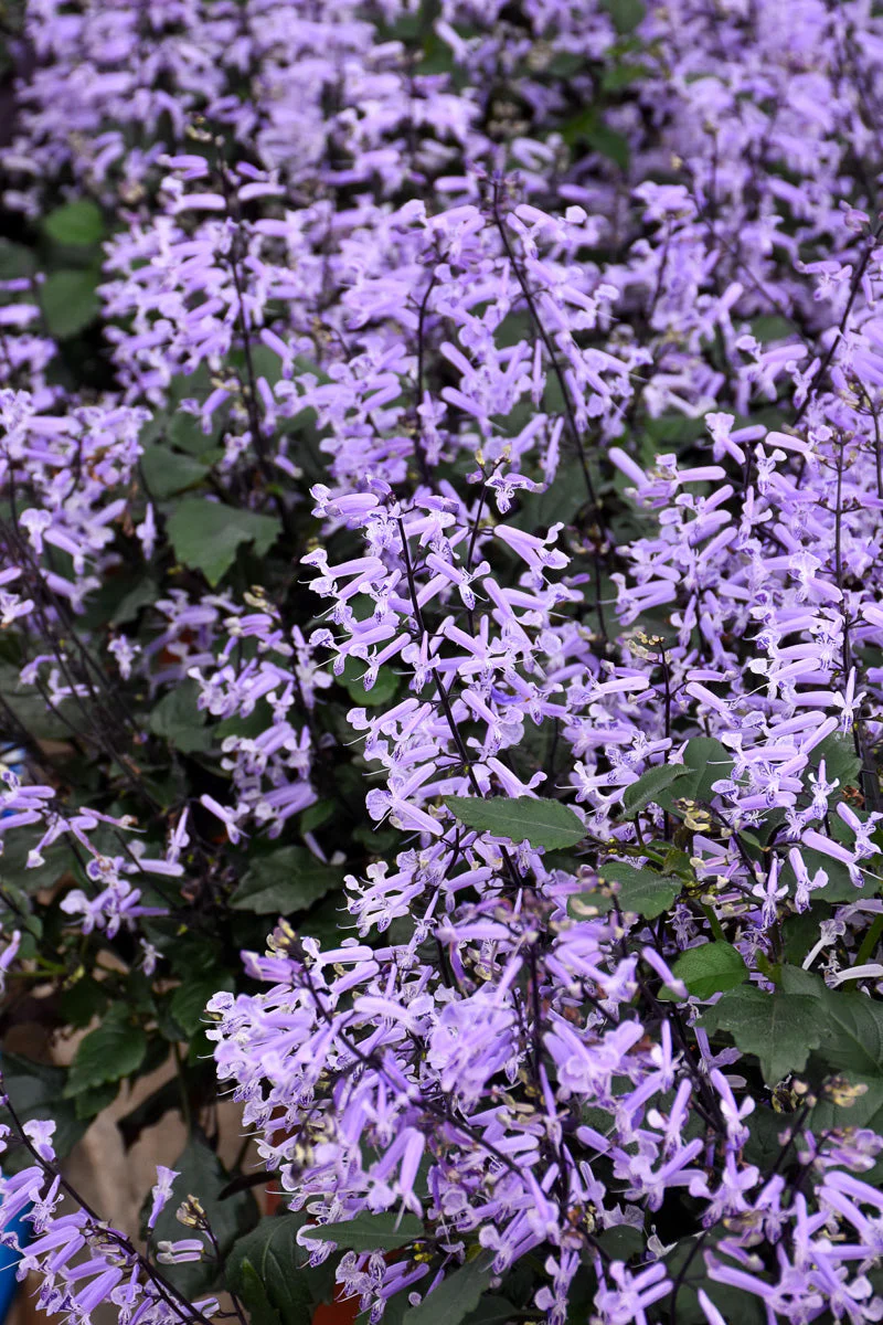 Plectranthus Mona Lavender - Image 2