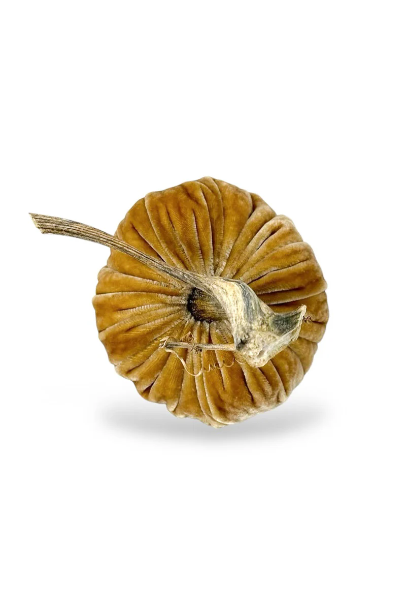 Plush Pumpkin Velvet Pumpkin 8" Honey - Image 2