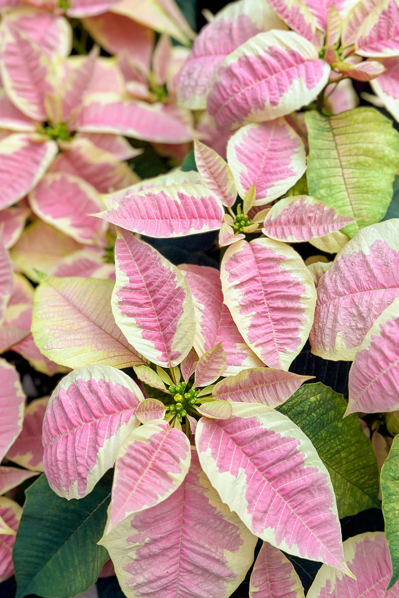 Poinsettia, Christmas Joy Marble 7" - Image 2