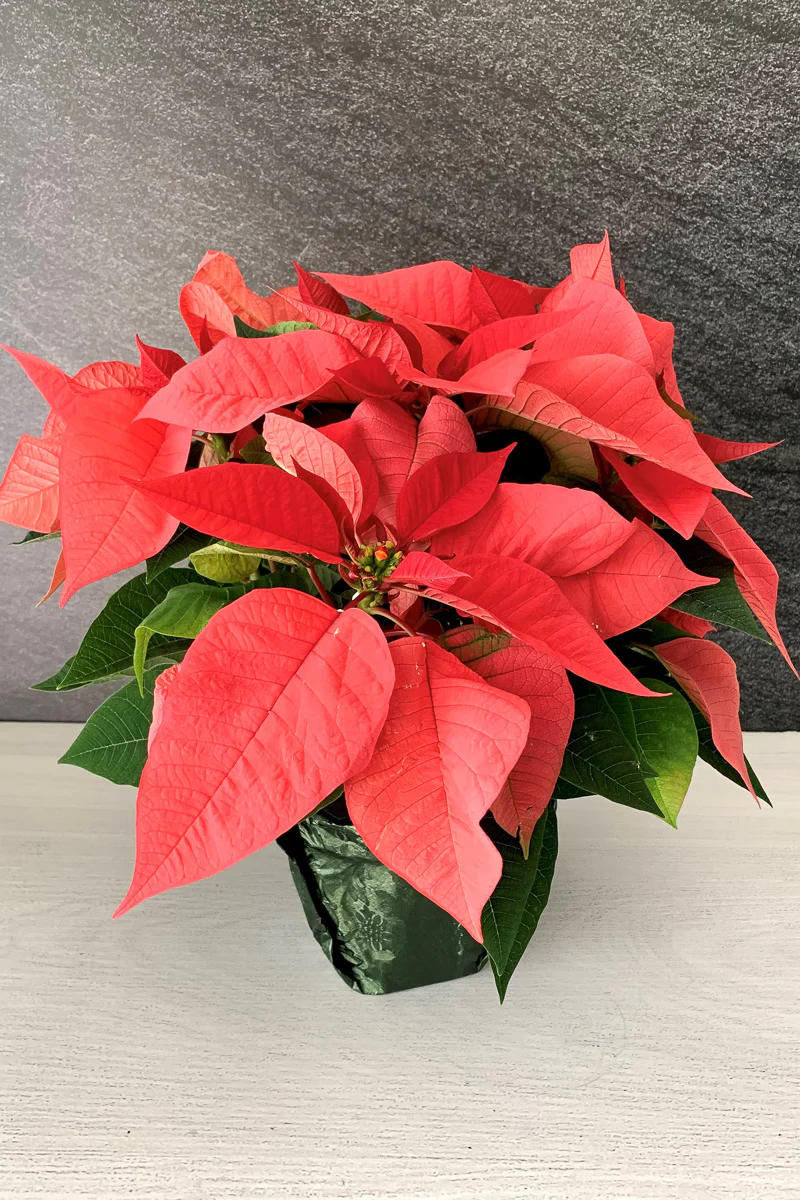 Poinsettia, Christmas Joy Pink 7"