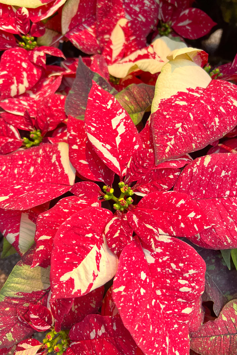 Poinsettia, Glitter 8" - Image 2