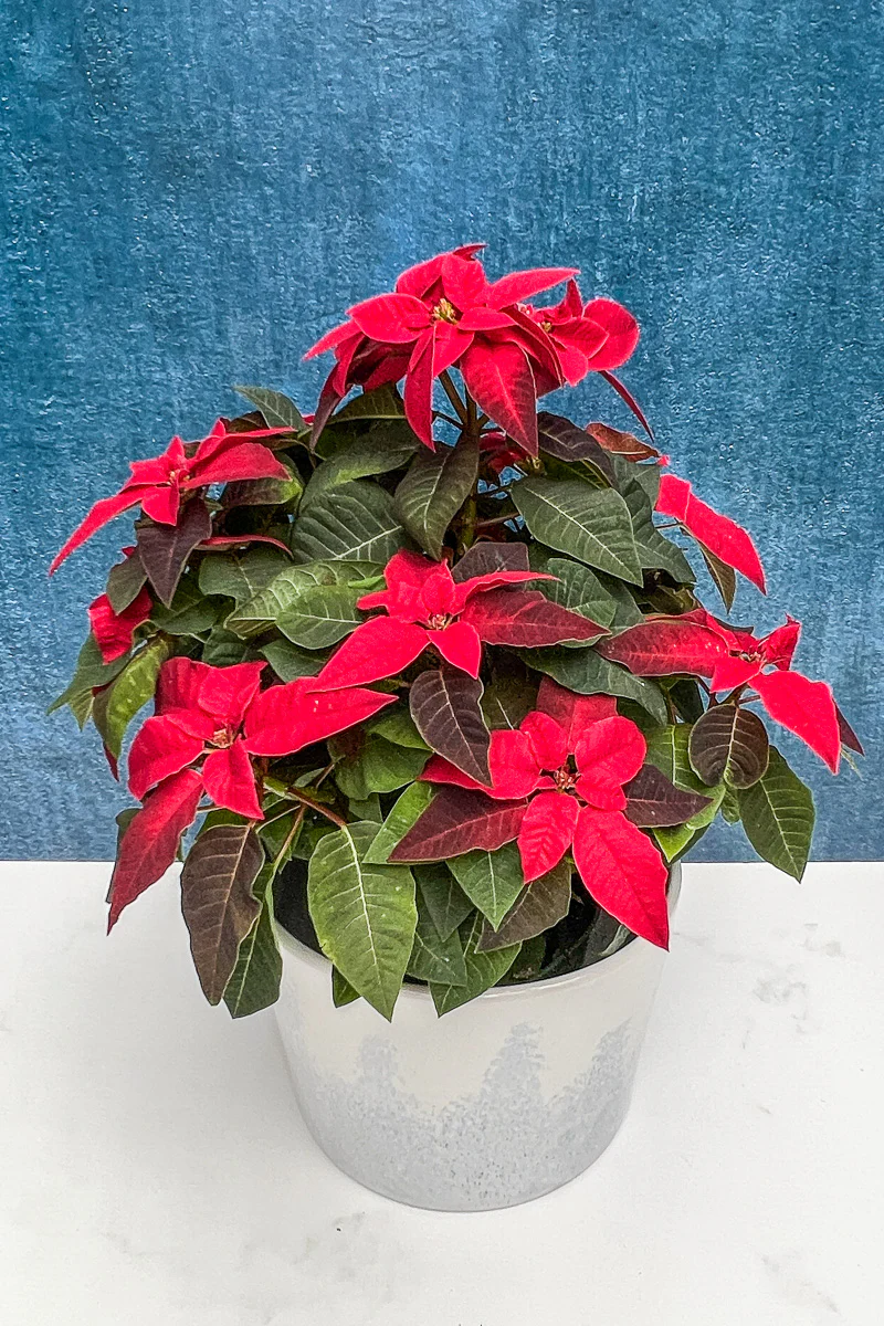 Poinsettia, Princettia Red 6" - Image 3