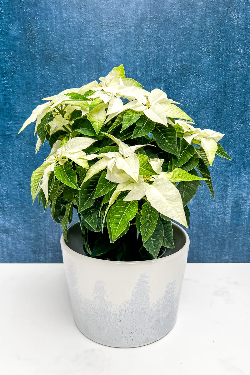 Poinsettia, Princettia White 6" - Image 2