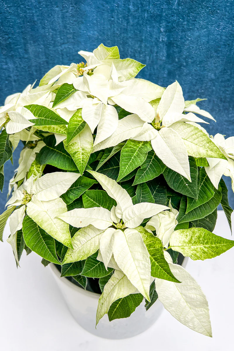 Poinsettia, Princettia White 6" - Image 3