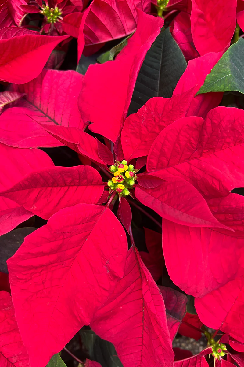Poinsettia, Red 10" - Image 2