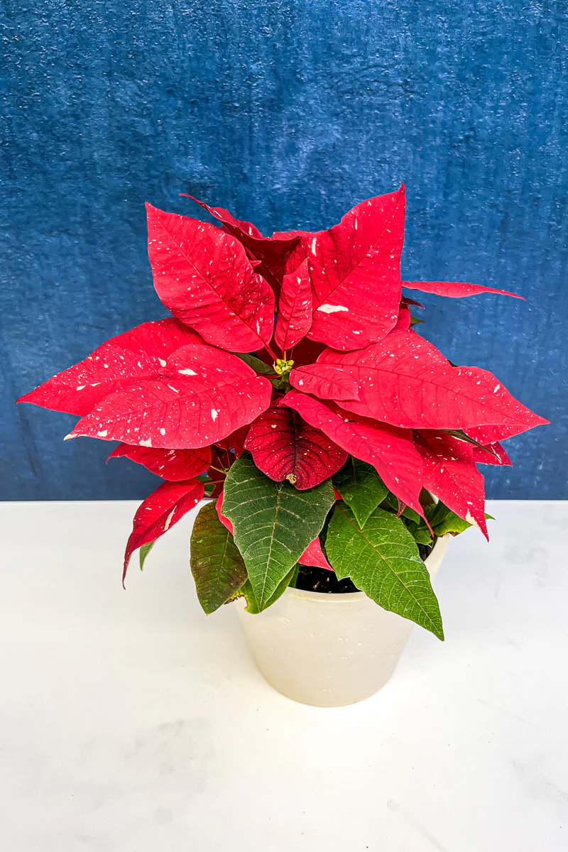 Poinsettia, Red Glitter 8"