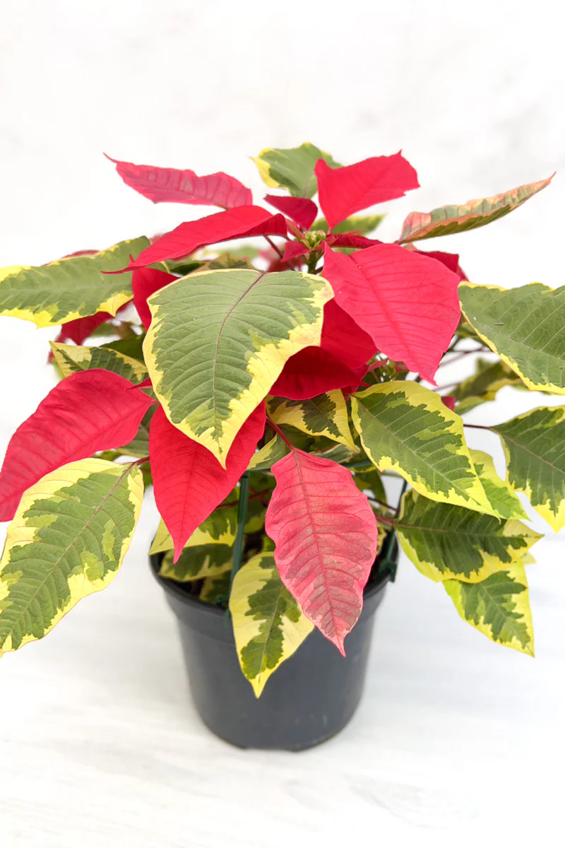 Poinsettia, Tapestry 6" - Image 2
