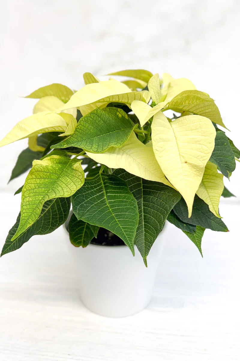 Poinsettia, White 4" - Image 2