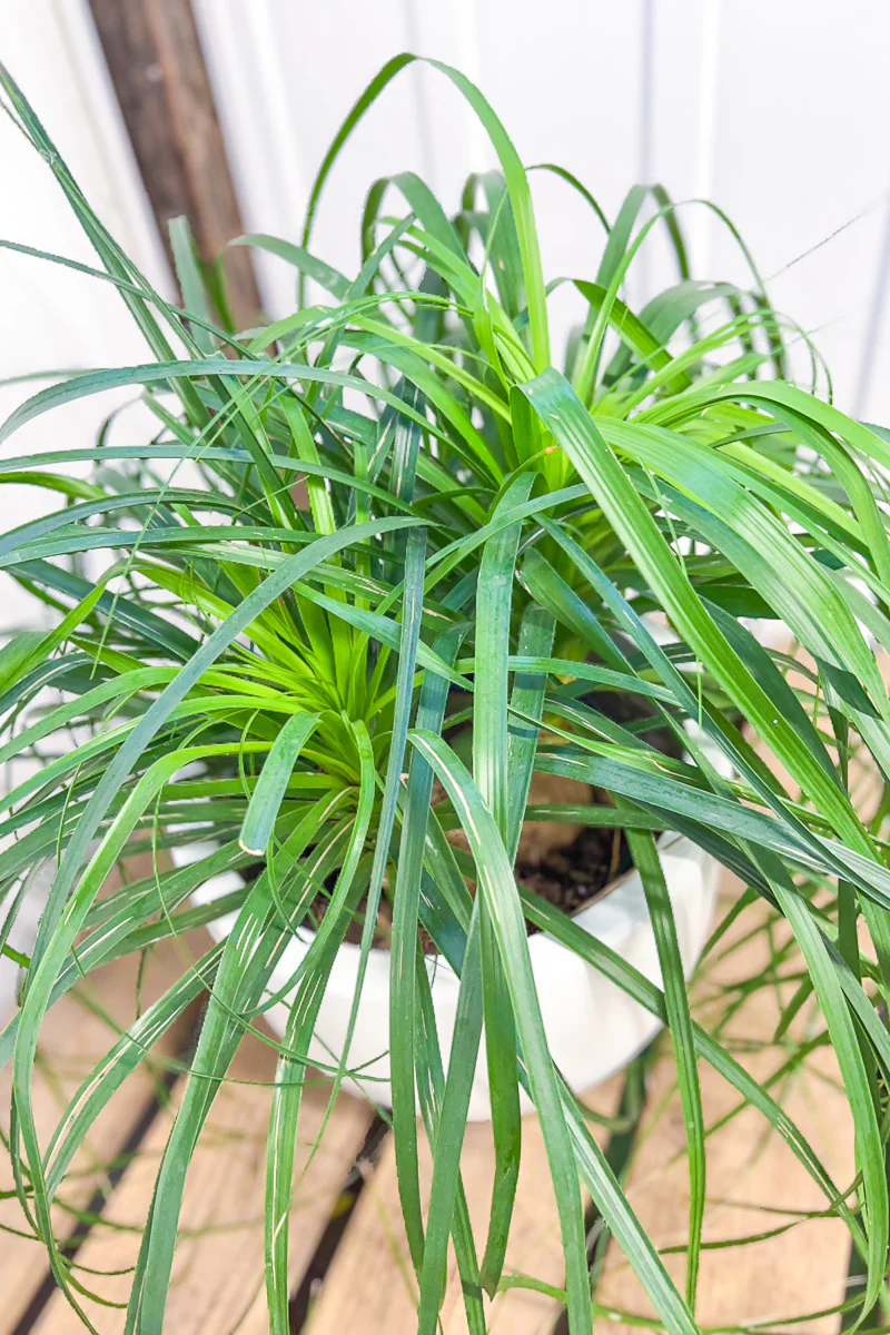 Palm, Ponytail, Guatemalan 10"