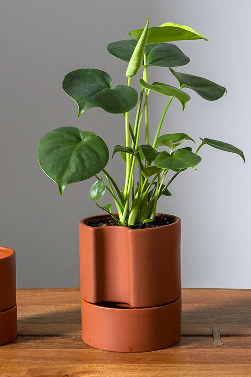 Jett Pot with Saucer 6"x 7" Terracotta