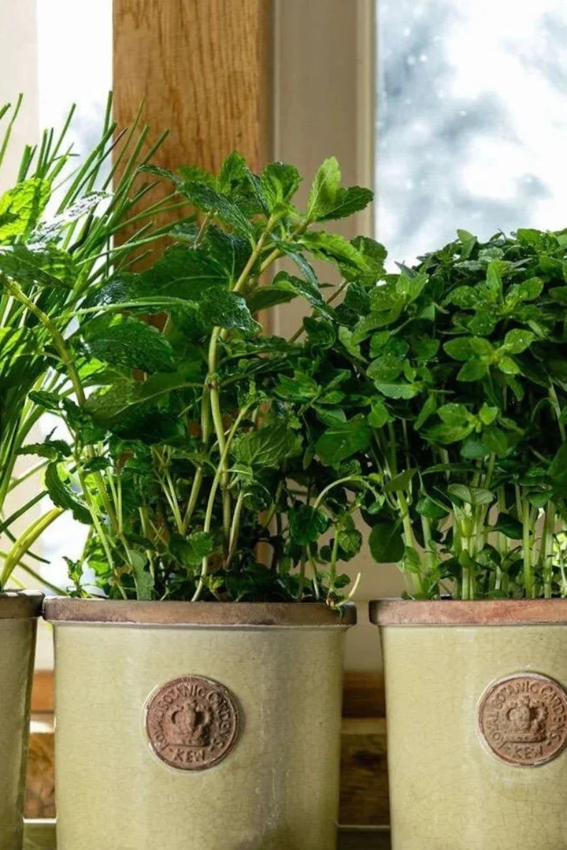 Chelsea Kew Round Herb Planter 4" French Grey