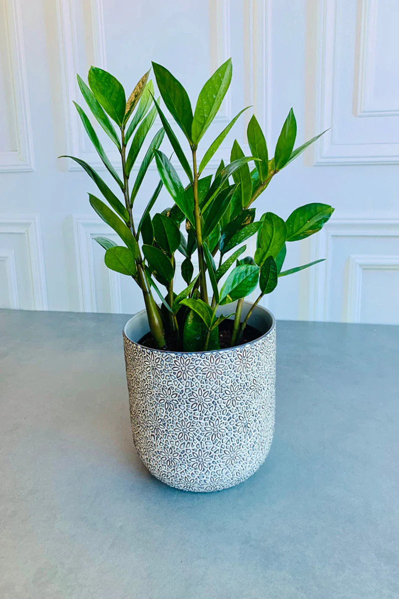 Millie Pot 6.5"x 6"