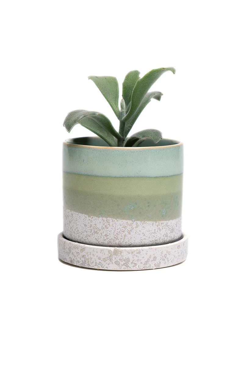 Chive Pot & Saucer Minute 1 Cement 3" Green