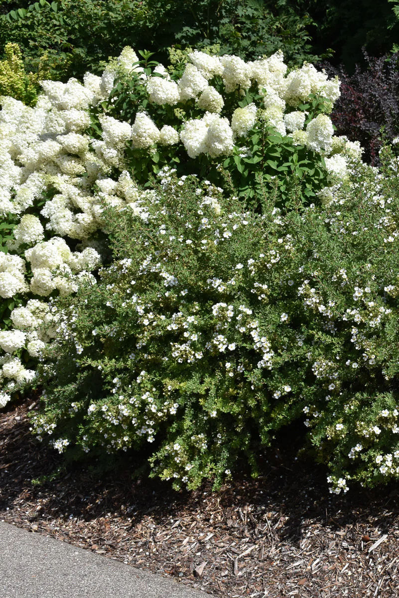 Potentilla, Happy Face White 2G - Image 2
