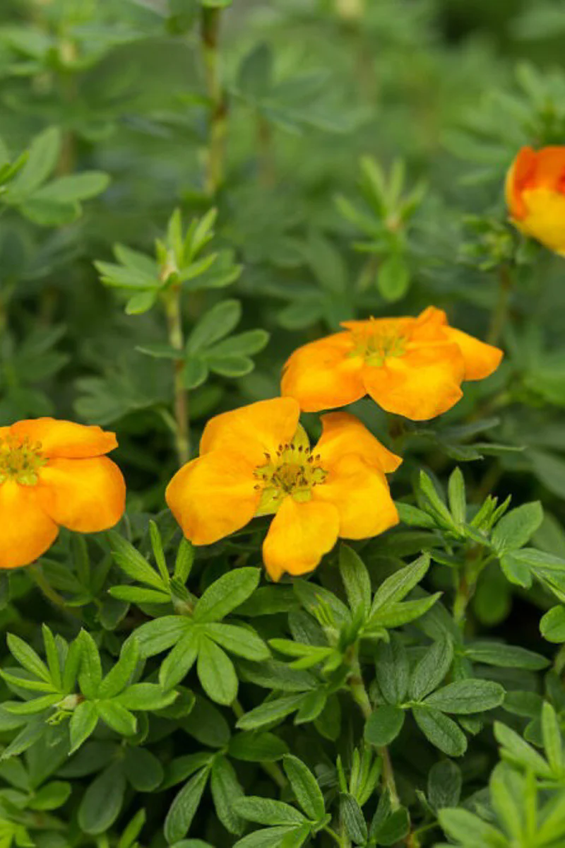 Potentilla, Mandarin  Tango