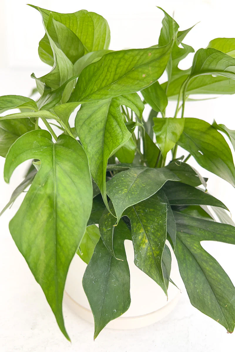 Pothos, Baltic Blue 6" - Image 2