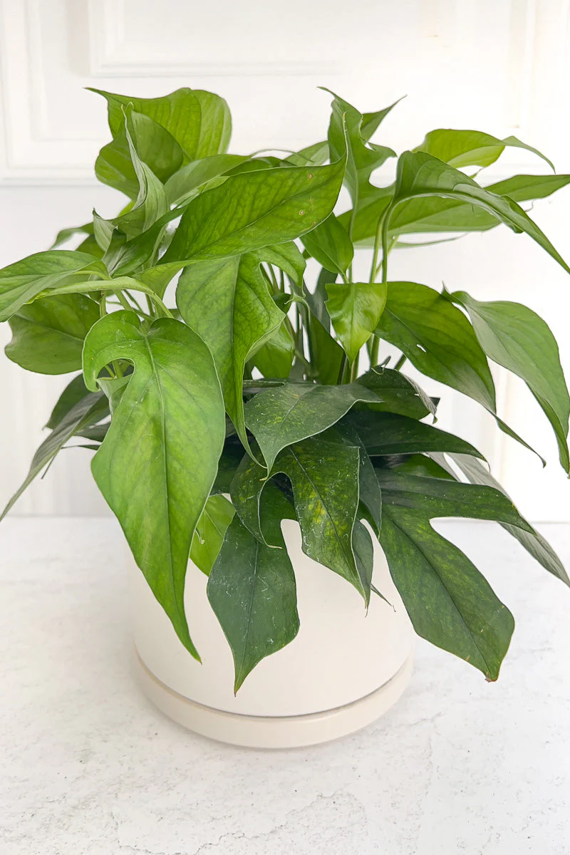 Pothos, Baltic Blue 6"