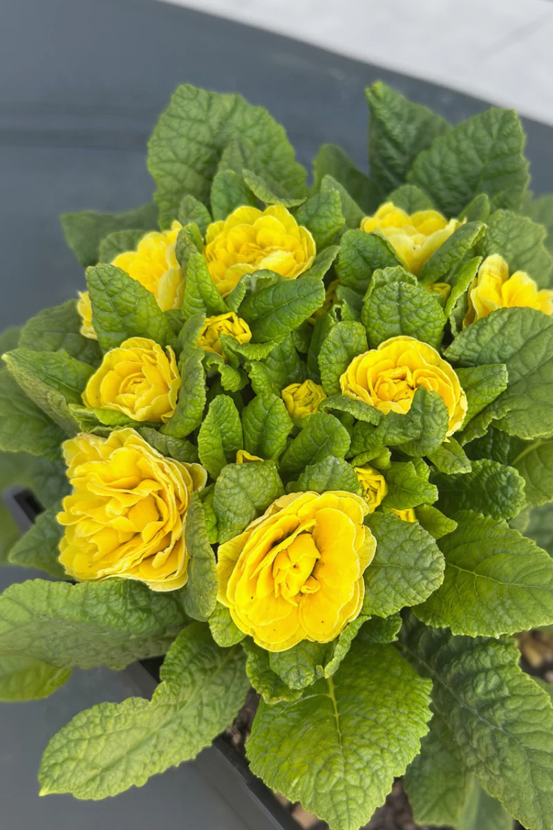 Primrose, Belarina Buttercup