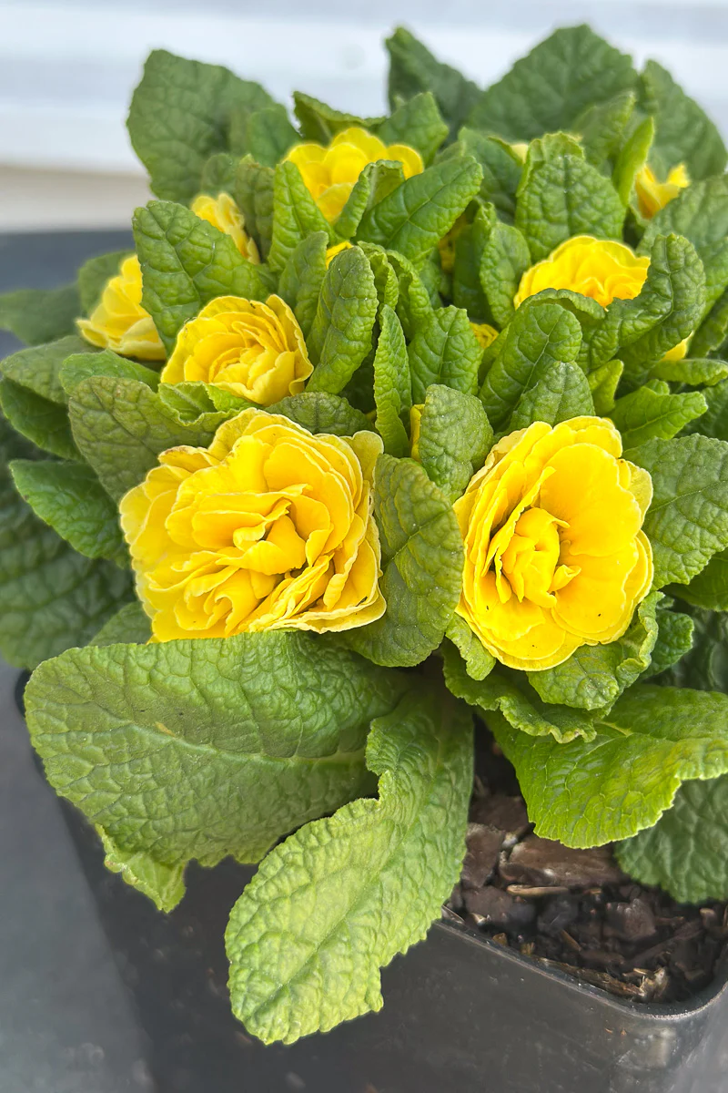 Primrose, Belarina Buttercup - Image 2