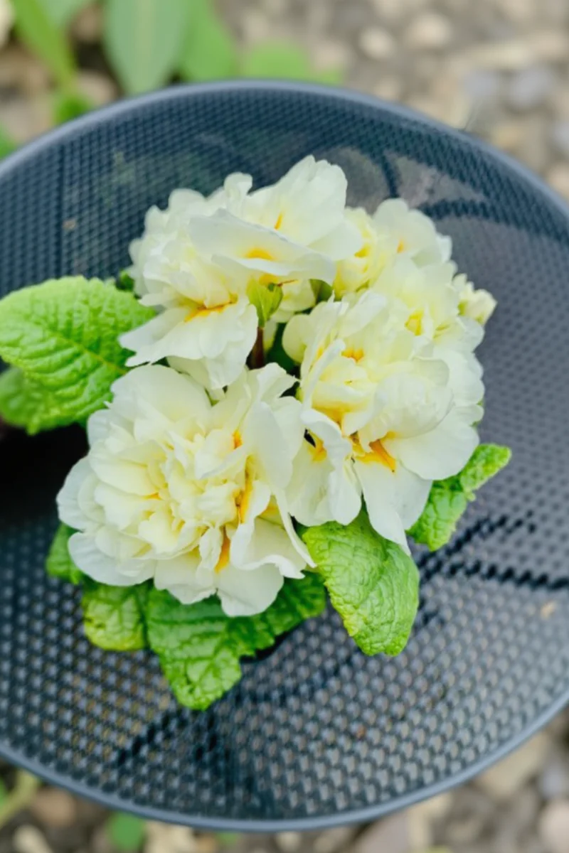 Primrose, Belarina Cream
