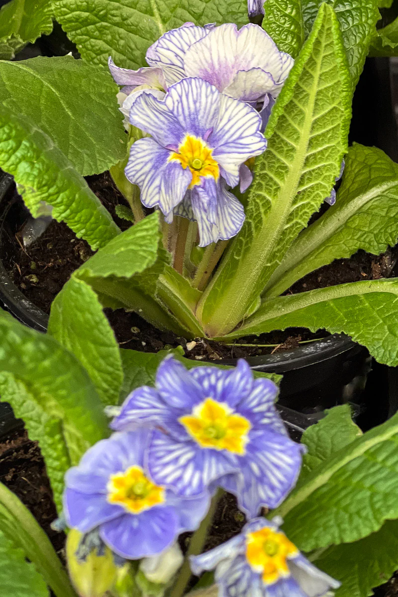 Primrose, Blue Zebra