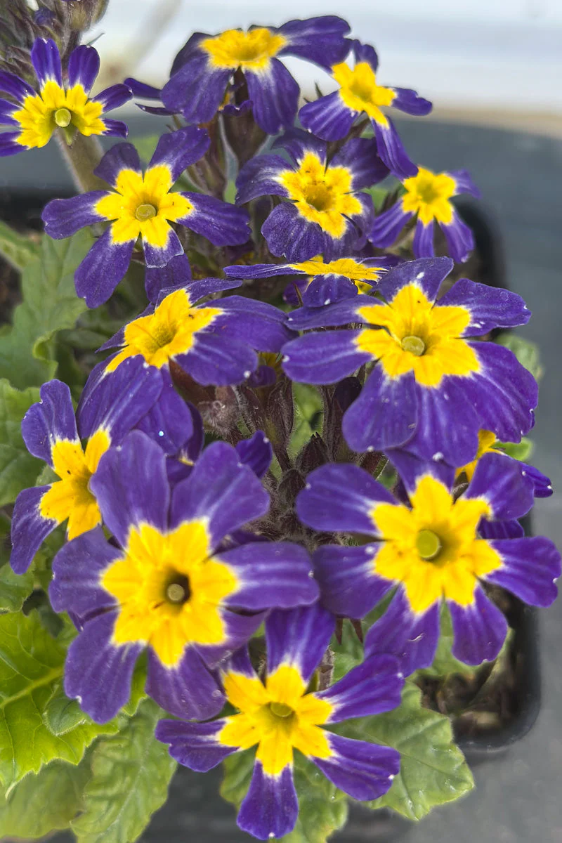 Primrose Oakleaf Blue