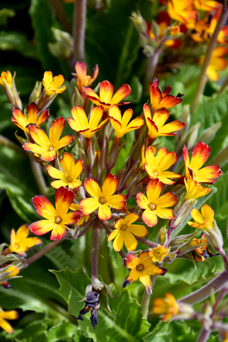 Primrose, Oakleaf Yellow Picotee